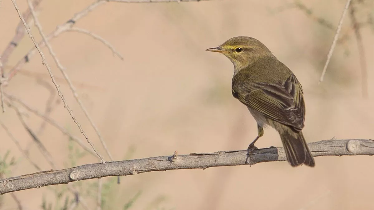 Saudi Arabia migratory birds willow warbler