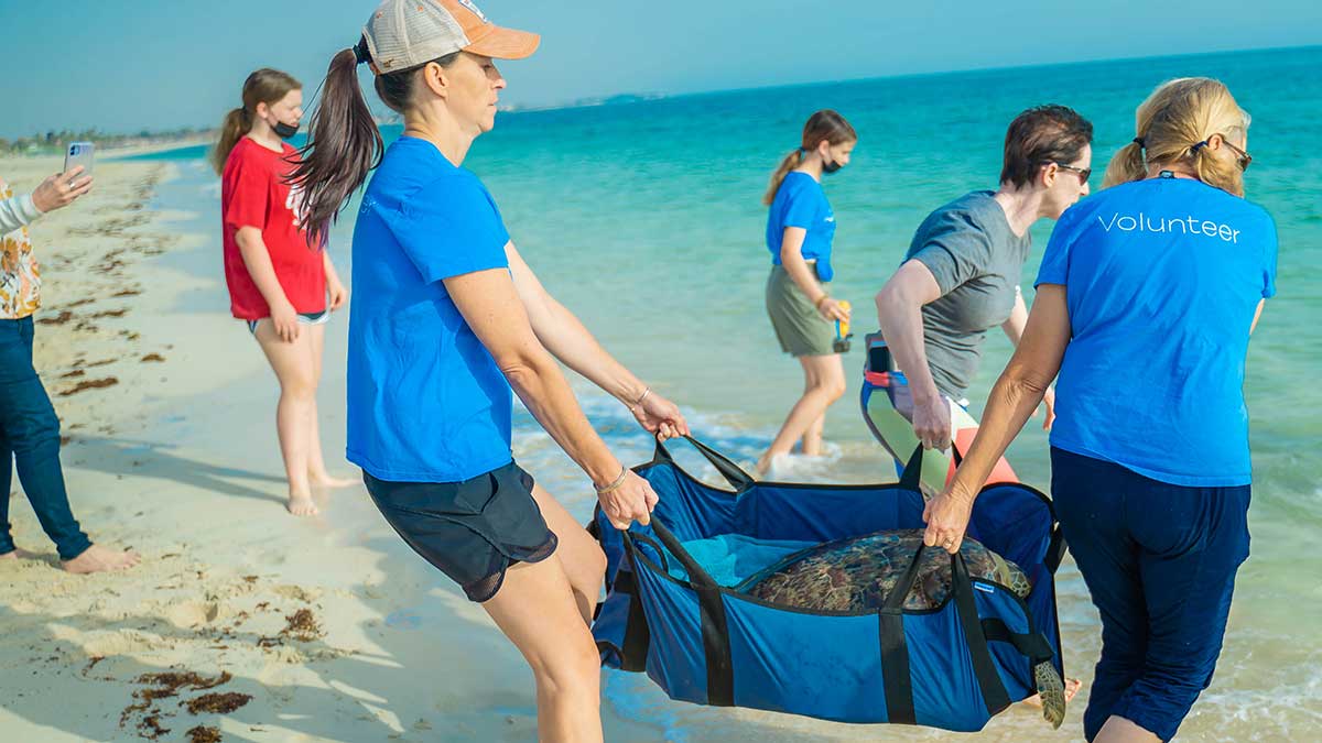 Aramco volunteers release a sea turtle on Najmah Beach environmental protection