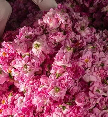 Women leading and working in the flower industry