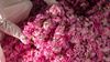 Women leading and working in the flower industry