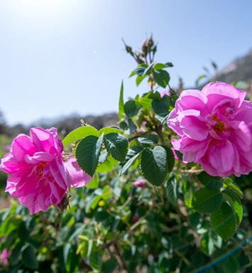 Taif’s flowers: a blooming industry