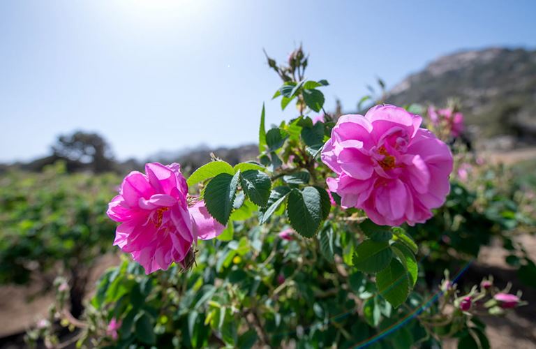 Taif’s flowers: a blooming industry
