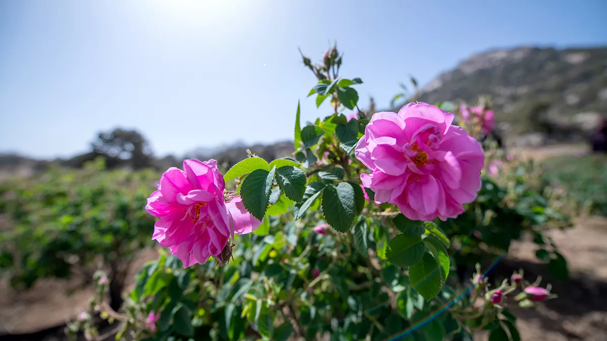 Taif’s flowers: a blooming industry