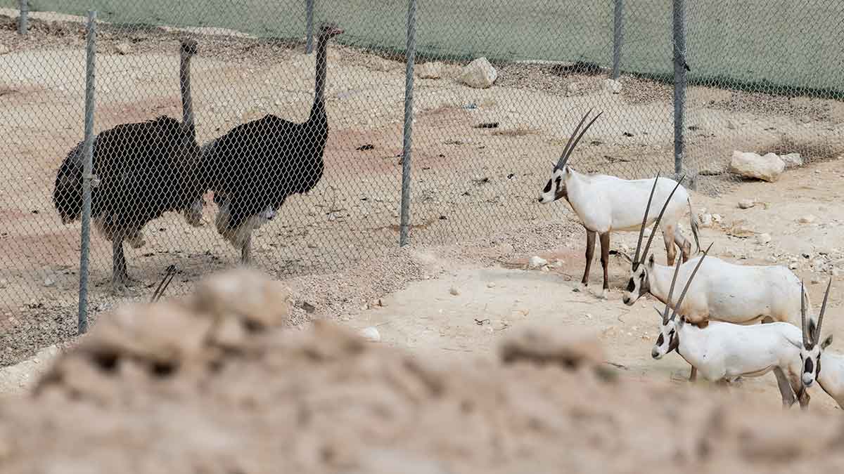 Aramco Dhahran Sanctuary oryx and ostrich gather at fence