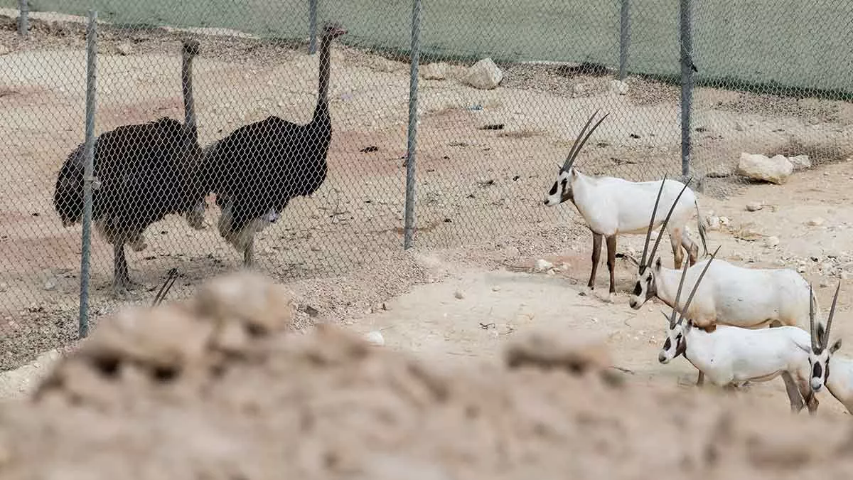 Aramco Dhahran Sanctuary oryx and ostrich gather at fence