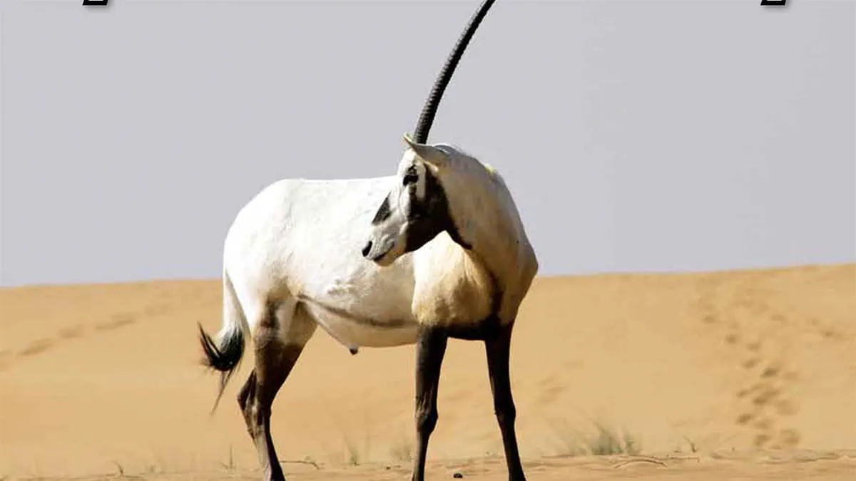 2012 Ecological survey of Shaybah