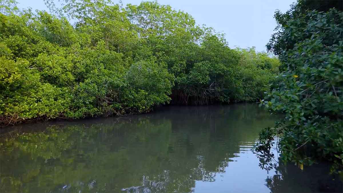 VIDEO: Preserving and protecting the Kingdom’s unique habitats.