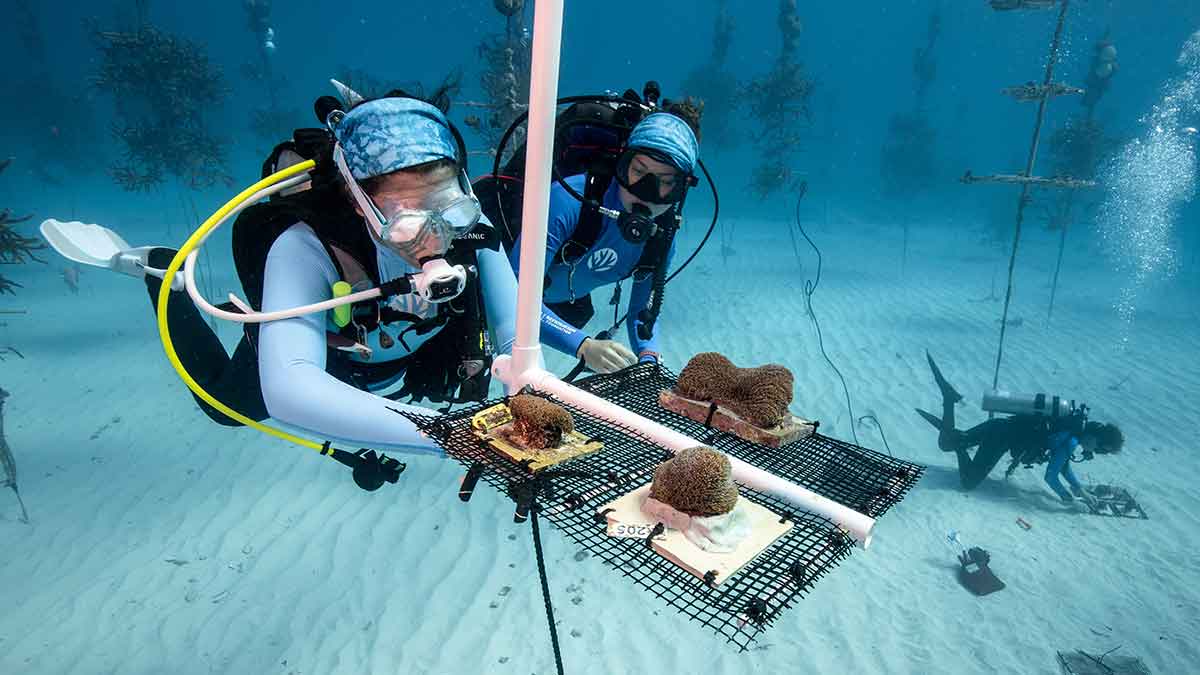 Aramco Americas support for Caring for Coral