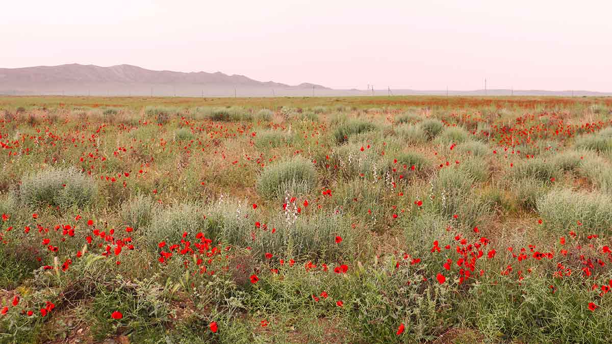Uzbekistan Steppe Desert