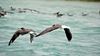 Share Your Photo: Flight over Farasan