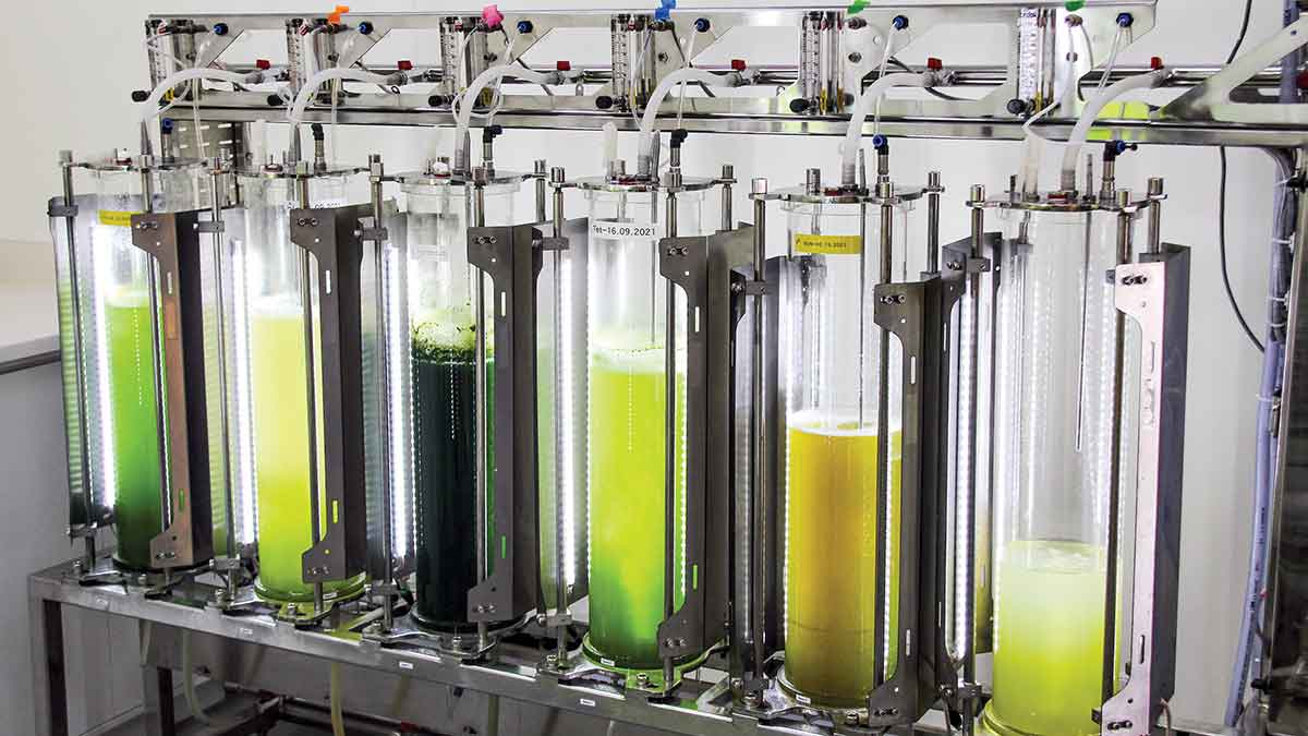 10 L photobiorecators with algae cultures