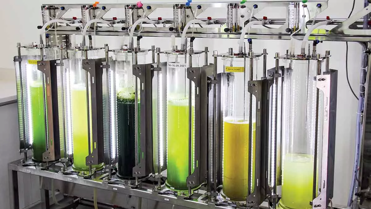 10 L photobiorecators with algae cultures