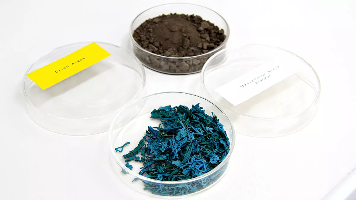 Dired microalgae biomass and biochar