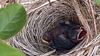 Send us your photo: A young white-eared bulbul