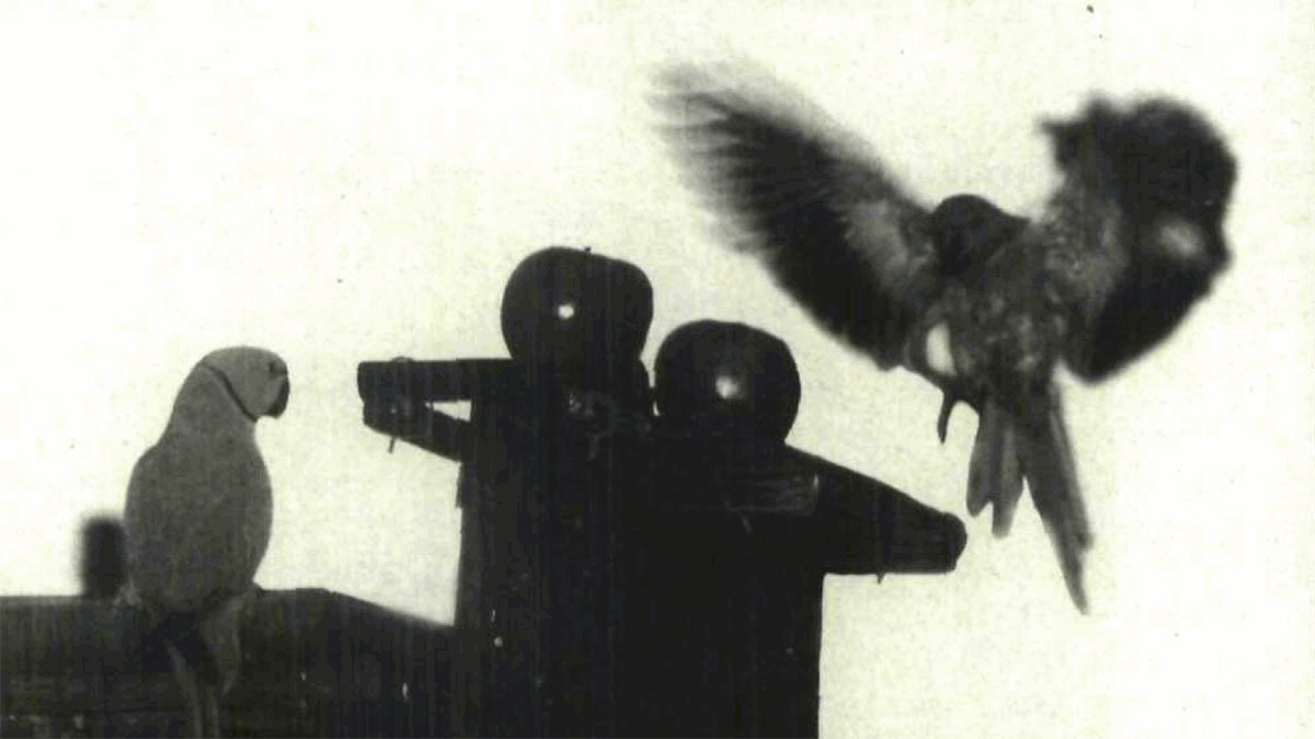 1993 image of parakeets in Dhahran