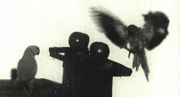 This Day in History (1993): Wild parakeets add color, commotion