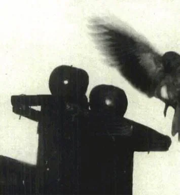 This Day in History (1993): Wild parakeets add color, commotion