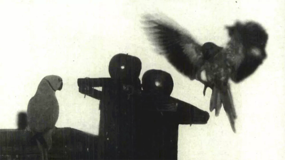1993 image of parakeets in Dhahran