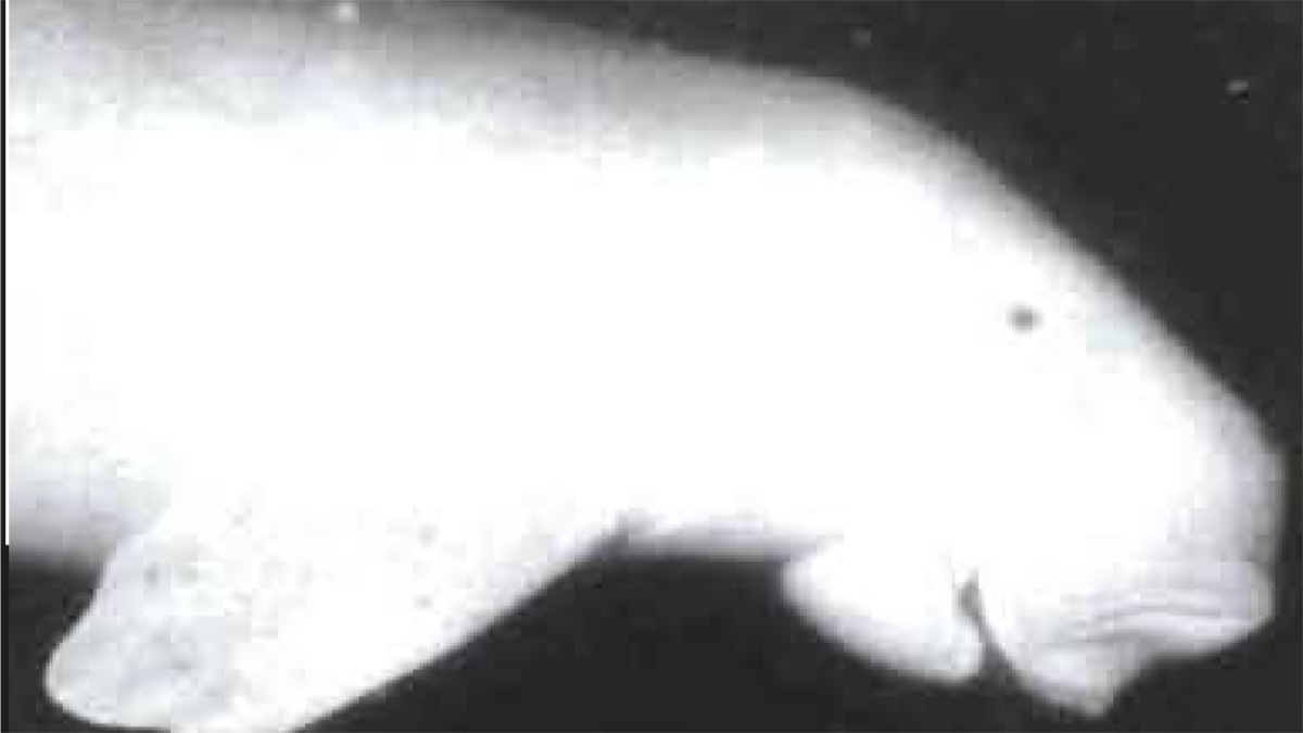 This Day in History (1995): Quarter-ton Dugong Washed Ashore on Qurayyah Beach