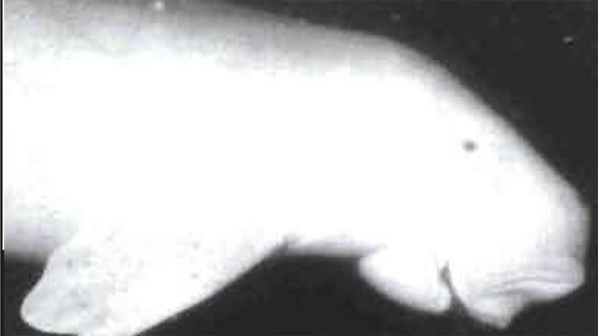 Dugong underwater around Arabian Gulf
