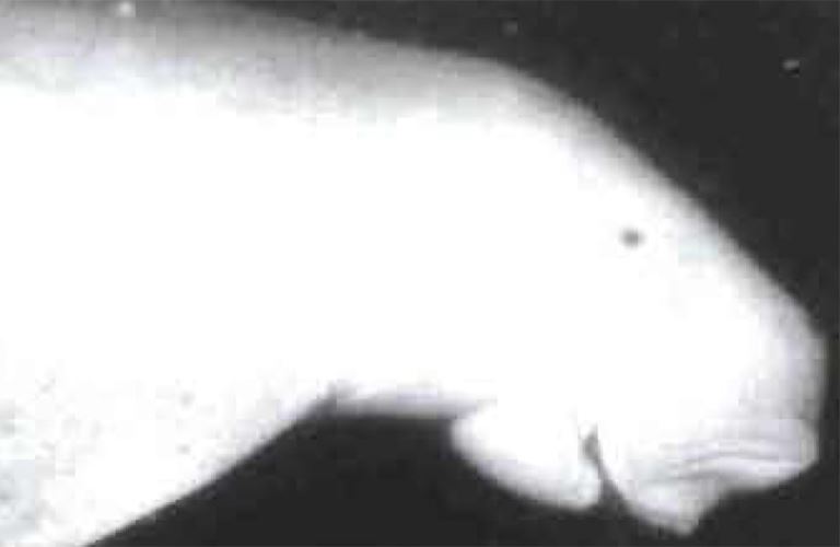 This Day in History (1995): Quarter-ton Dugong Washed Ashore on Qurayyah Beach