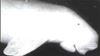 This Day in History (1995): Quarter-ton Dugong Washed Ashore on Qurayyah Beach