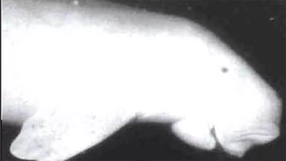 Dugong underwater around Arabian Gulf