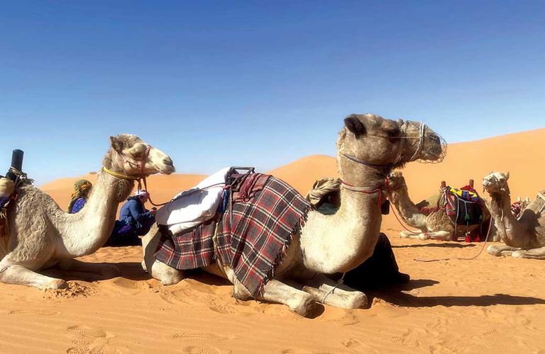 Send Us Your Photo: Camel caravan at rest