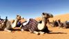 Send Us Your Photo: Camel caravan at rest