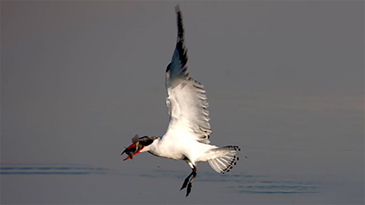 Caspian tern