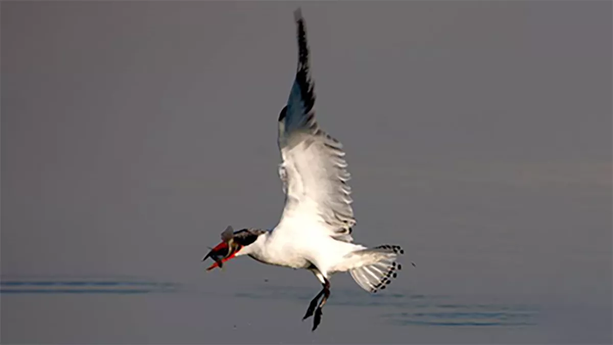Caspian tern