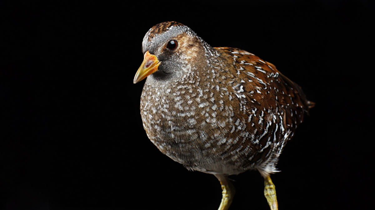 spotted crake