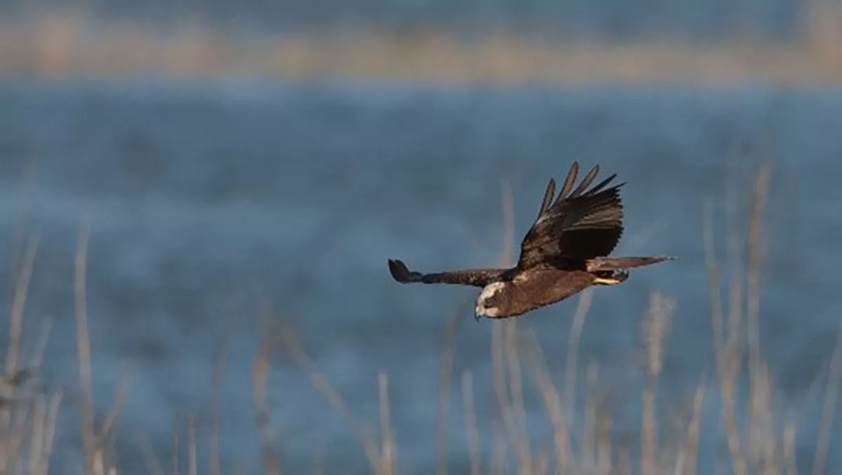 Western marsh harrier