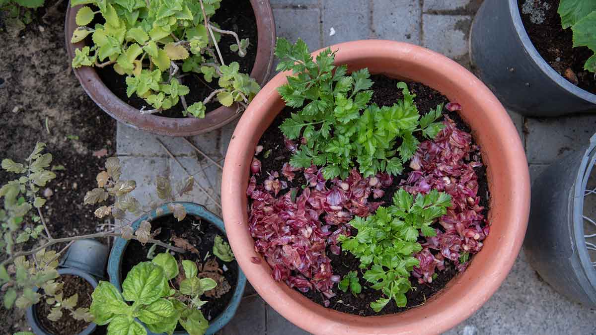 Geoffrey Rogers yard potted plant
