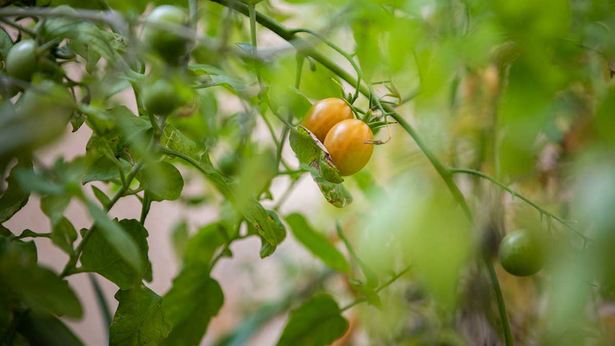 Geoffrey Rogers yard tomatoes on the vine