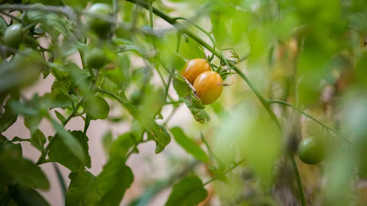 Geoffrey Rogers yard tomatoes on the vine