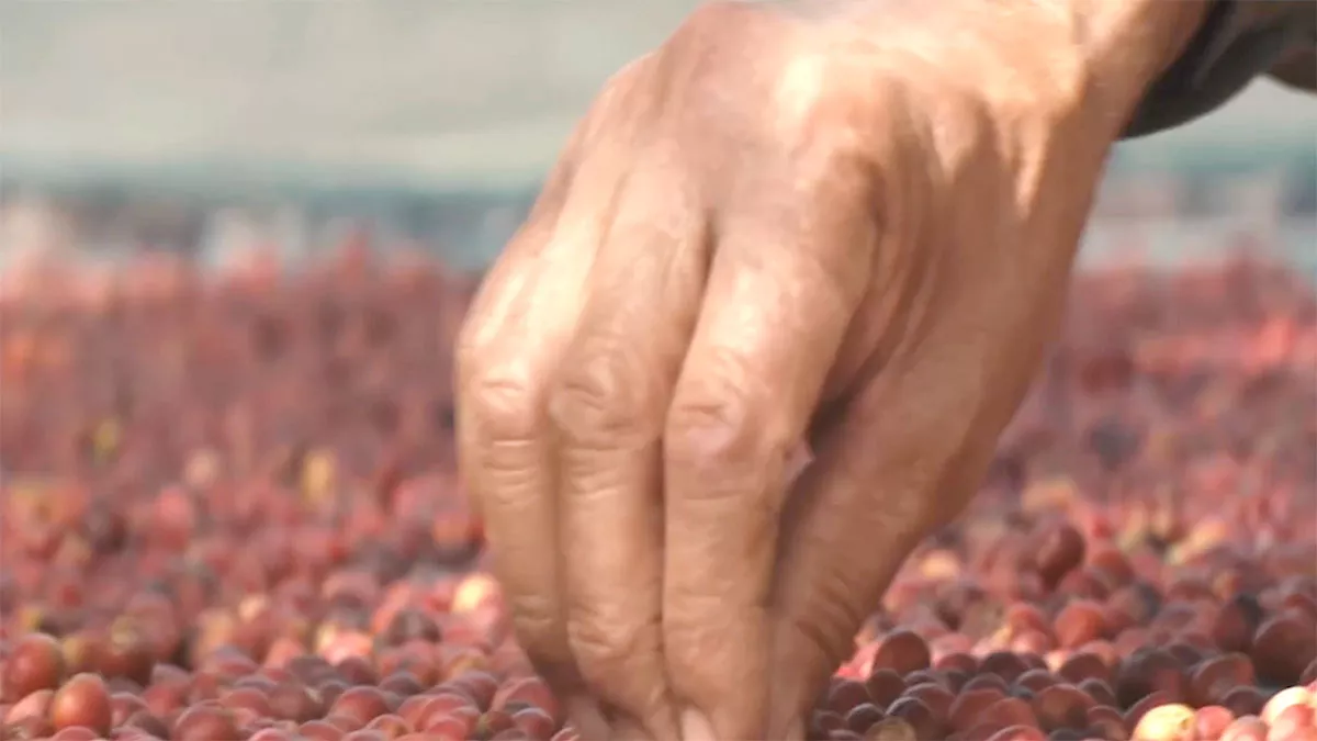 VIDEO:Enabling generations of coffee farmers to thrive