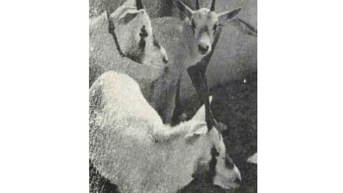This Day in History (1952): Oryx stalled at Hobby Farm
