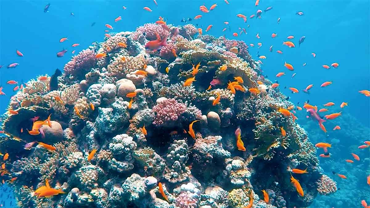 فيديو: جهودنا في حماية استدامة التنوع الحيوي في المملكة