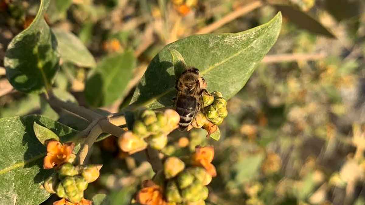 Bees-collecting-nector-from-Mangrove-flowers