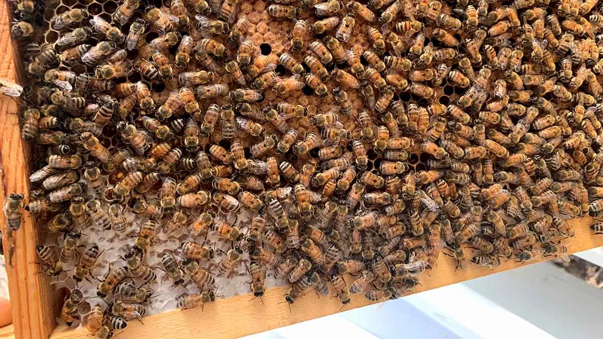 Bees-storing-mangrove-honey-inside-beehive