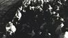 This Day in History (1958): 3,000 attend annual Arabian Horse Show
