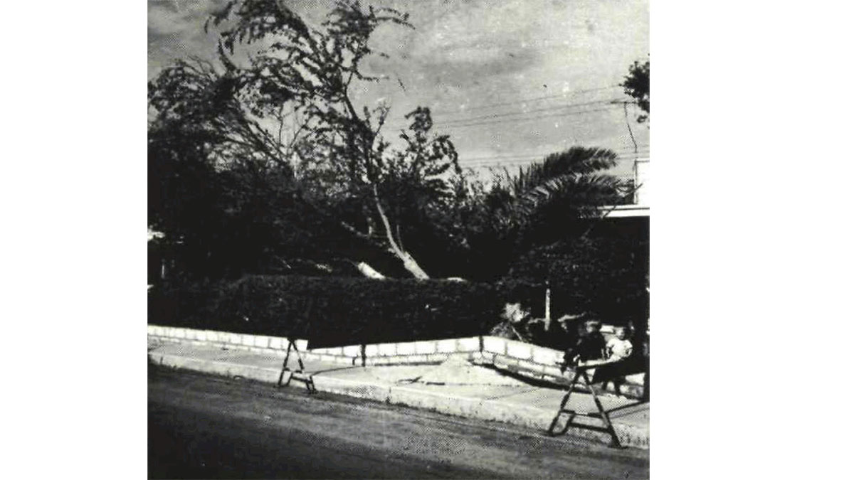1957 wind damage trees felled on Dhahran camp