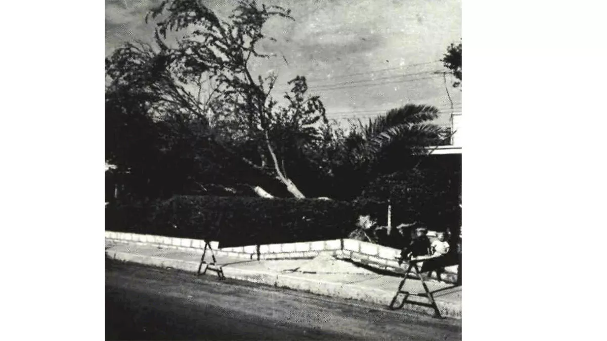 1957 wind damage trees felled on Dhahran camp