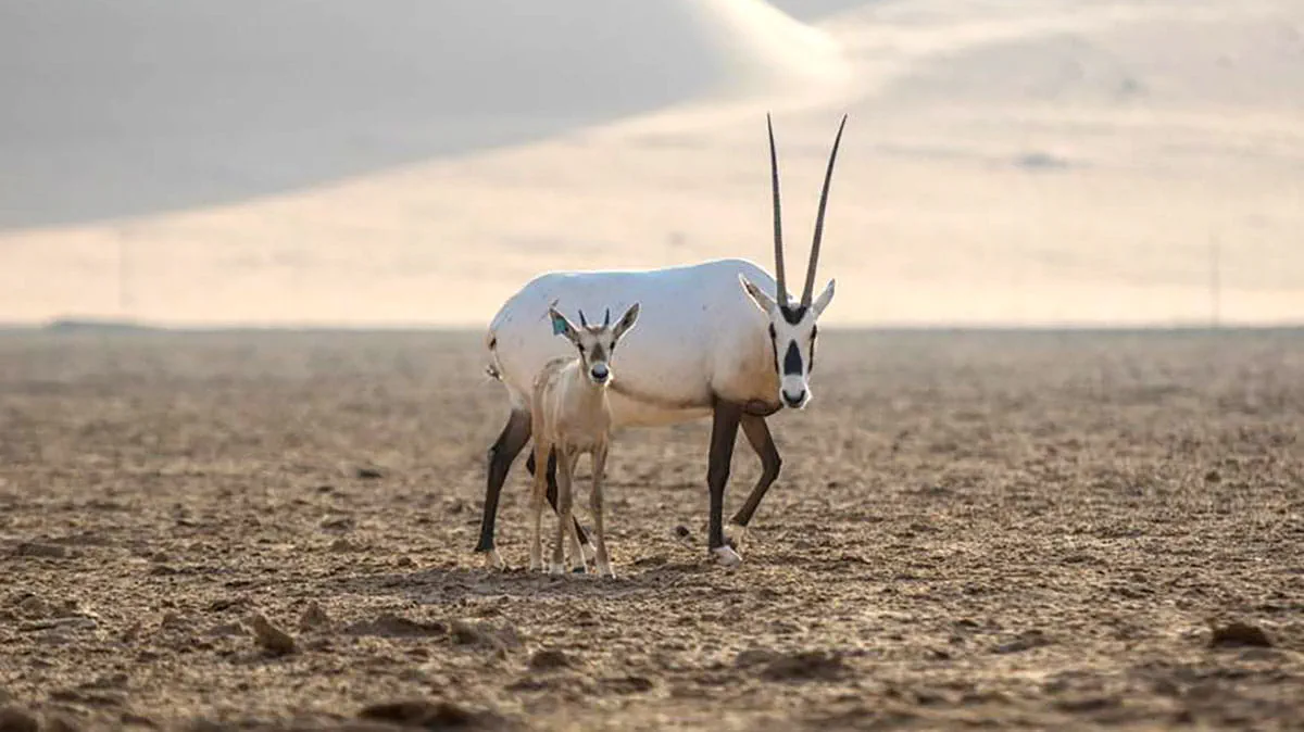 Arabian Oryx in Shaybah Sanctuary endangered species day