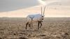 A day for endangered species: ‘Wildlife is important to the quality of life of humans’