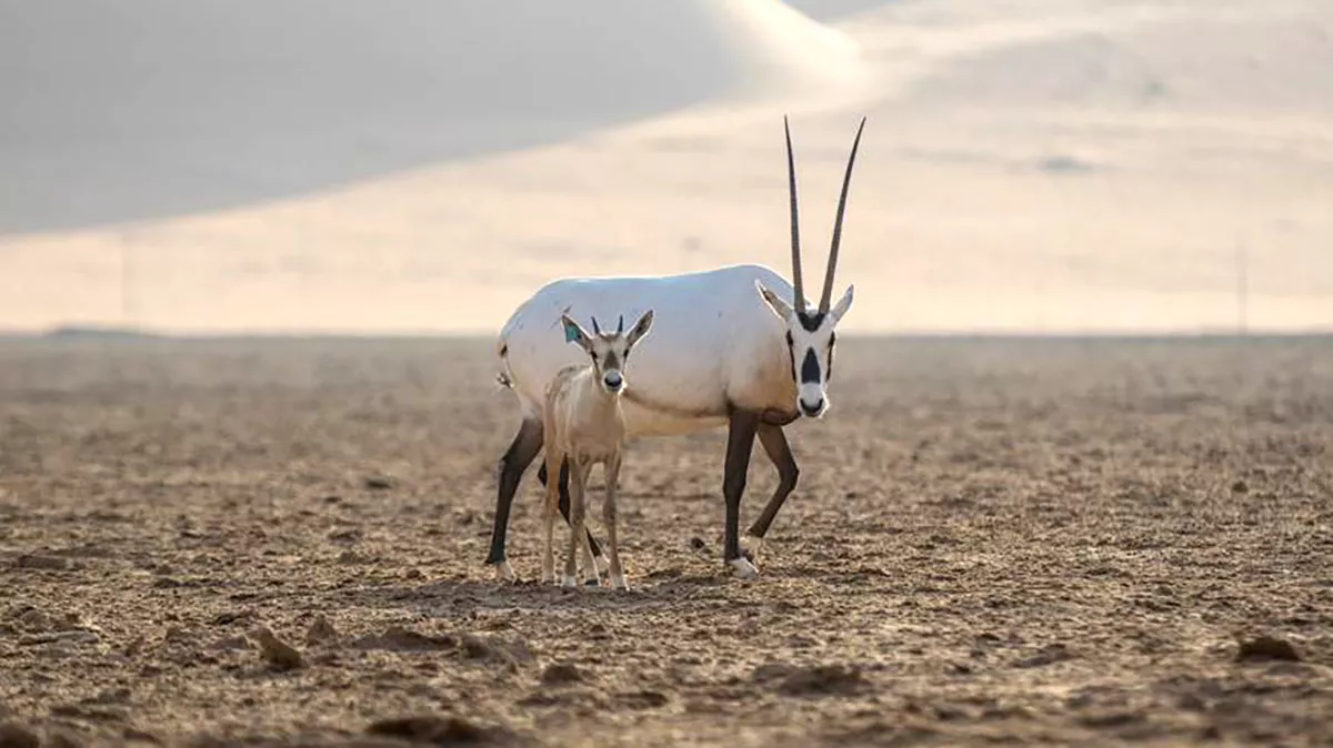 A day for endangered species: ‘Wildlife is important to the quality of life of humans’