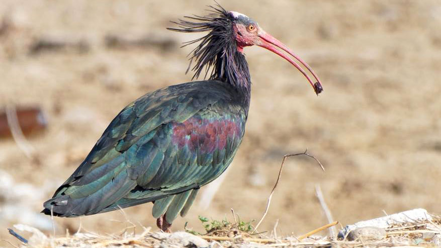 Northern Bald Ibis in Saudi Arabia Endangered Species day