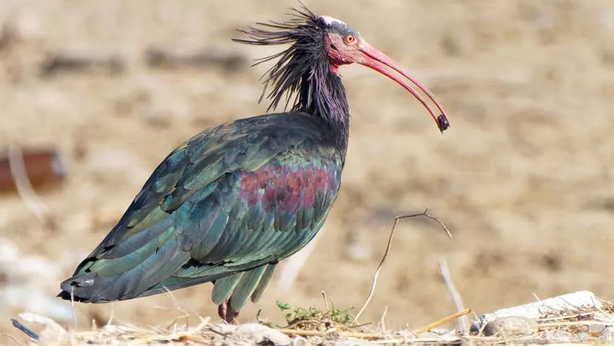 Northern Bald Ibis in Saudi Arabia Endangered Species day