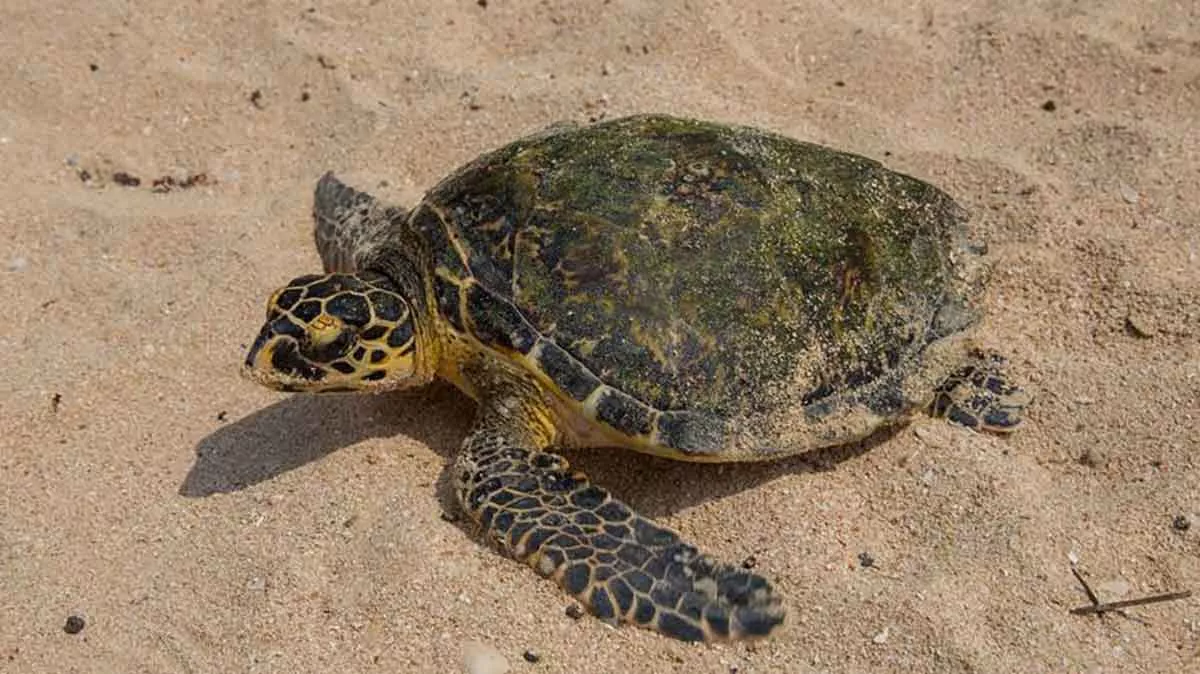 Hawksbill Turtle near Ras Tanura Aramco turtle recovery center endangered species day